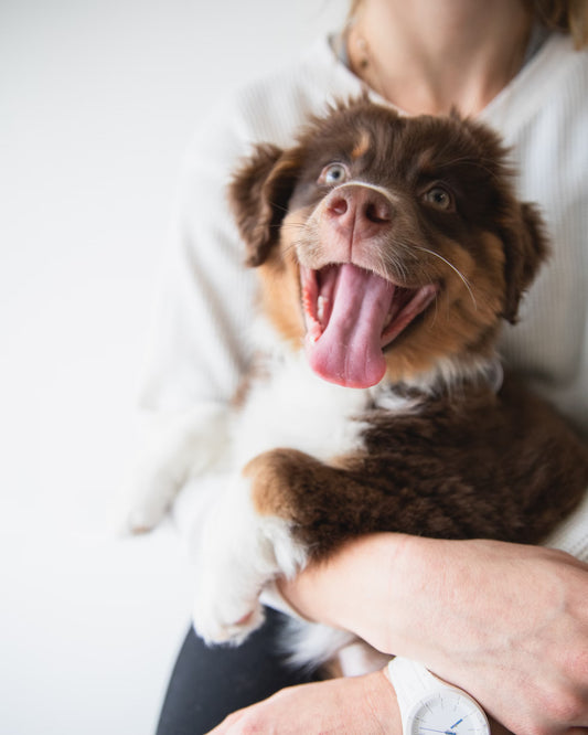 Dog Ear Cleaner I Pet Health Pros