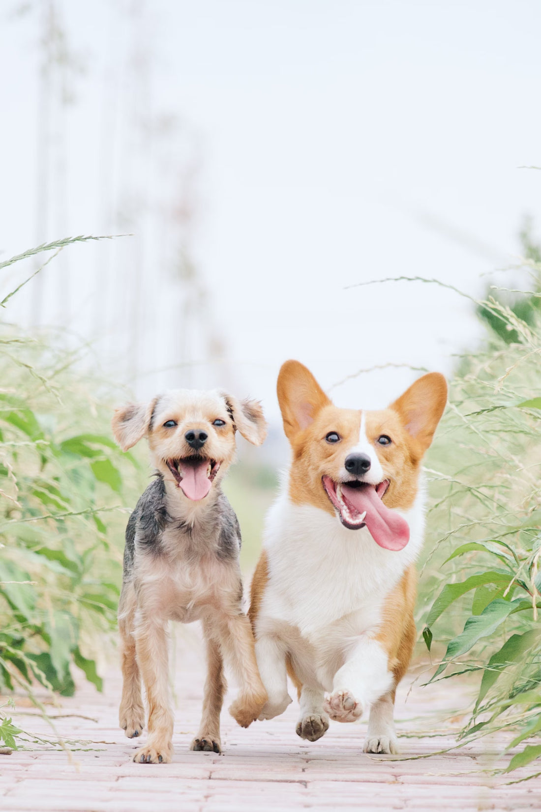Fish Oil For Dogs I Pet Health Pros