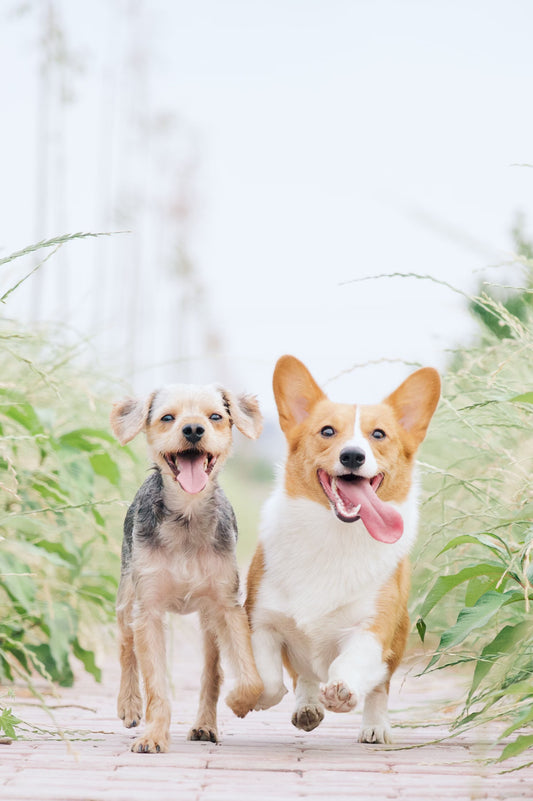 Fish Oil For Dogs I Pet Health Pros