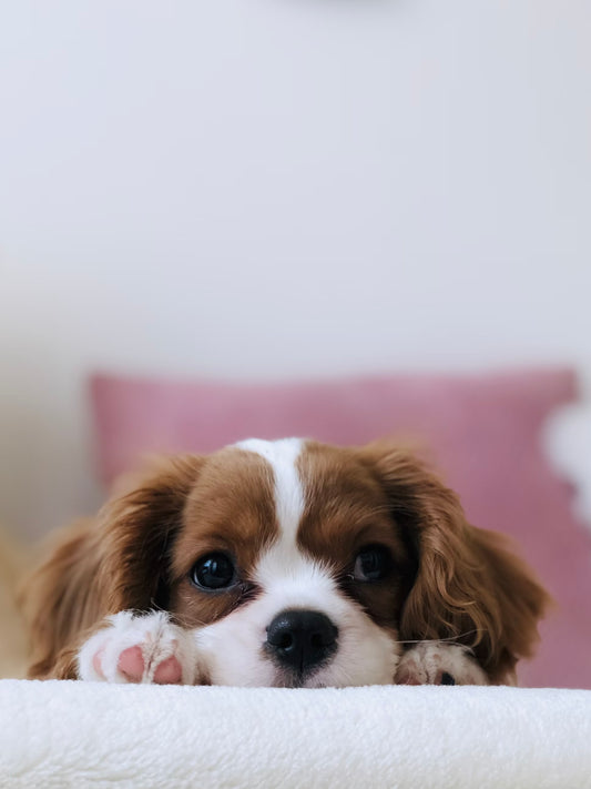 Dog Cologne I Pet Health Pros
