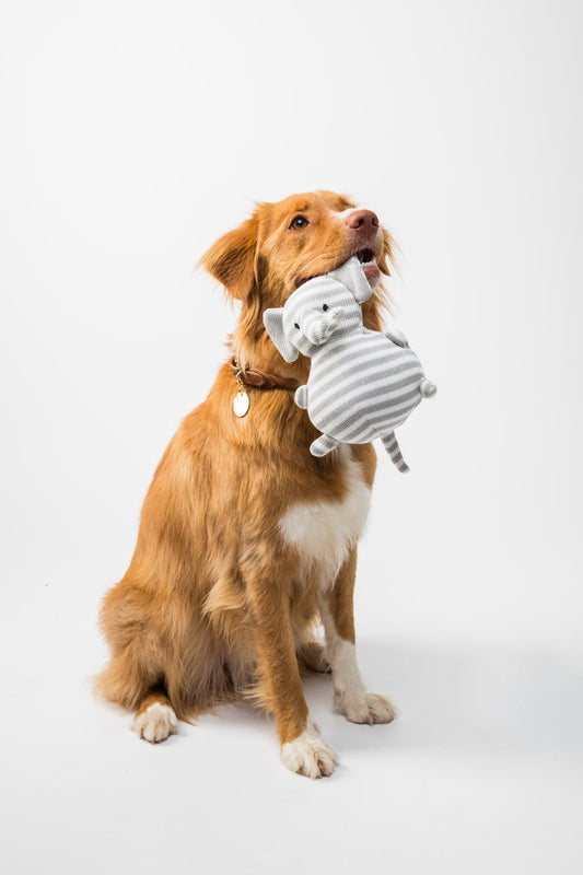 Discover the Healing Powers of Hemp Pet Wipes