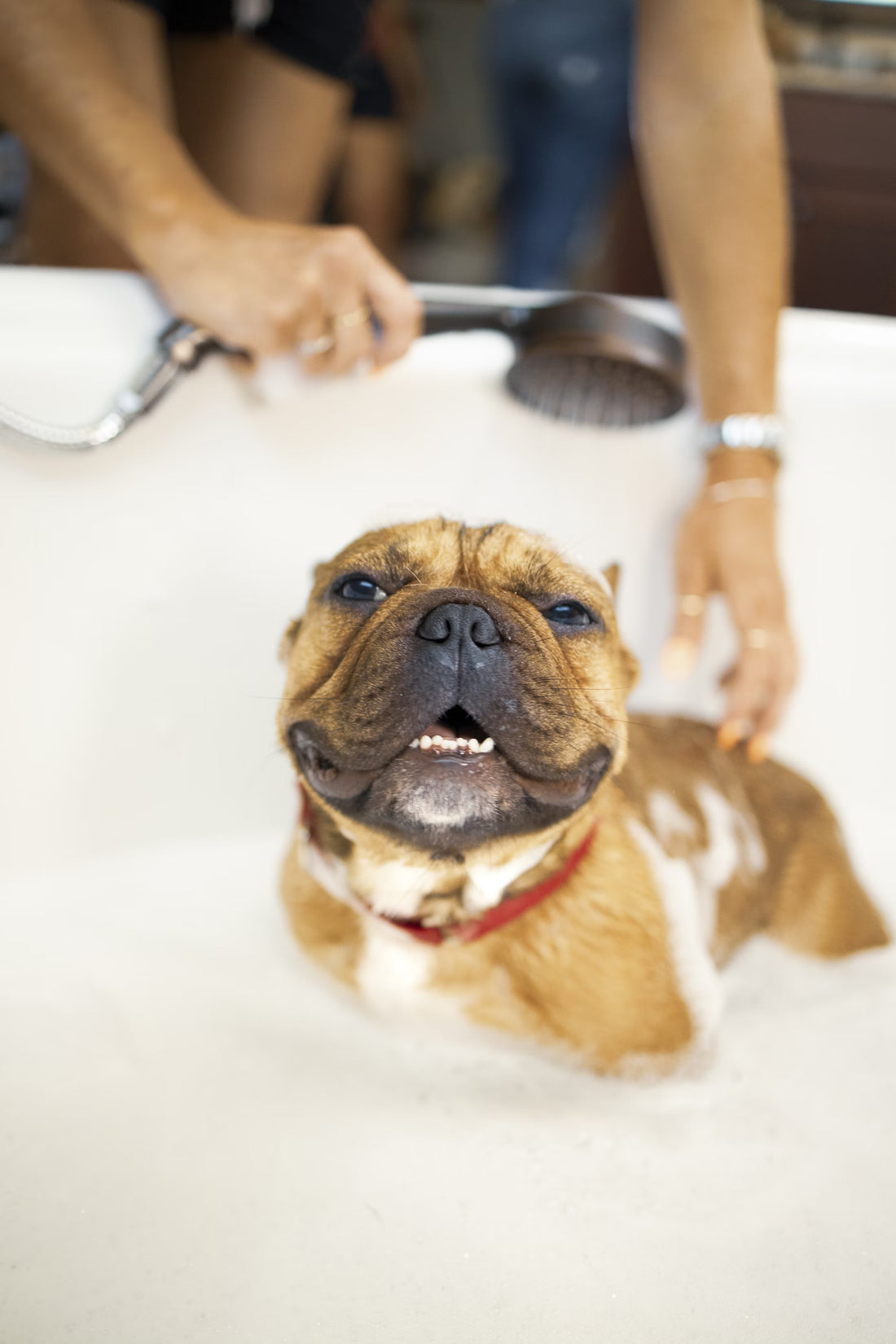 Dog Shampoo I Pet Health Pros
