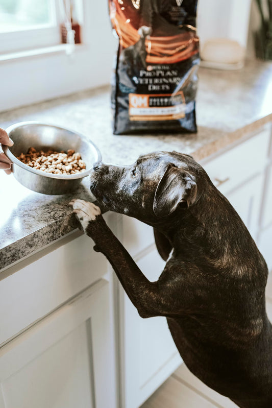 Fish Oil for Dogs I Pet Health Pros