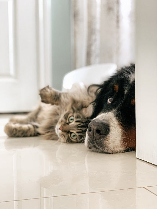 Healthy Pets - Pet Health Pros