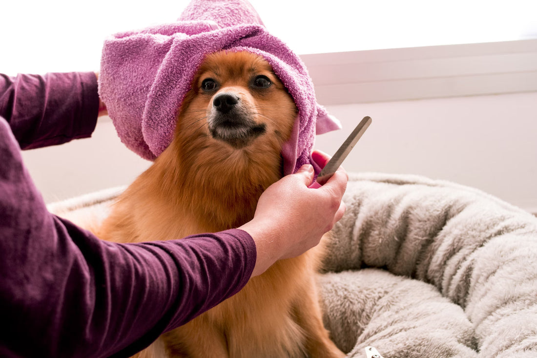 Dog Ear Wipes I Pet Health Pros