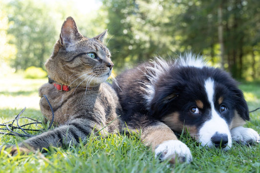 bonding with your pet - Pet Health Pros