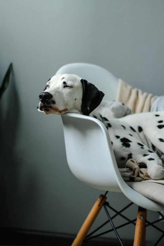 Dog Shampoo I Pet Health Pros