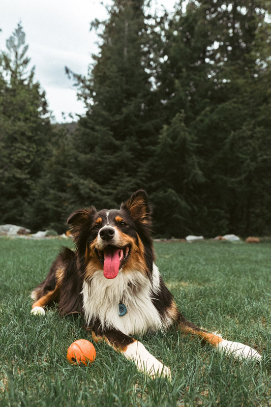 Pet Supplements I Pet Health Pros