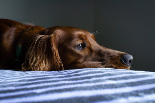 Photo by <a href="https://unsplash.com/@rstone_design?utm_source=unsplash&utm_medium=referral&utm_content=creditCopyText">Ryan Stone</a> on <a href="https://unsplash.com/s/photos/sick-dog?utm_source=unsplash&utm_medium=referral&utm_content=creditCopyText"