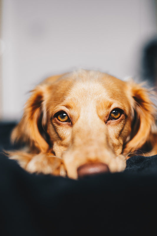 Photo by <a href="https://unsplash.com/@rwltn1?utm_source=unsplash&utm_medium=referral&utm_content=creditCopyText">Ryan Walton</a> on <a href="https://unsplash.com/s/photos/dog-itch?utm_source=unsplash&utm_medium=referral&utm_content=creditCopyText">Unspl