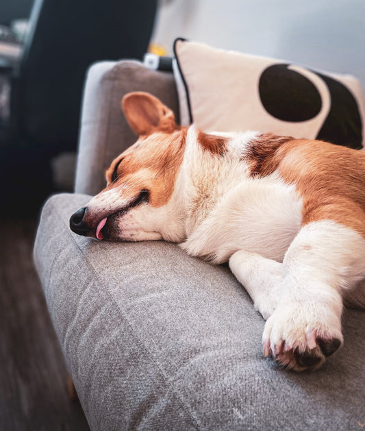 Photo by <a href="https://unsplash.com/@samanthadeestudio?utm_source=unsplash&utm_medium=referral&utm_content=creditCopyText">Samantha Jean</a> on <a href="https://unsplash.com/s/photos/dog-sleeping?utm_source=unsplash&utm_medium=referral&utm_content=cred