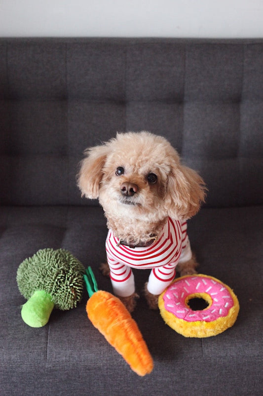 Concerned pet owner researching about dog food to understand the best diet for his canine friend.