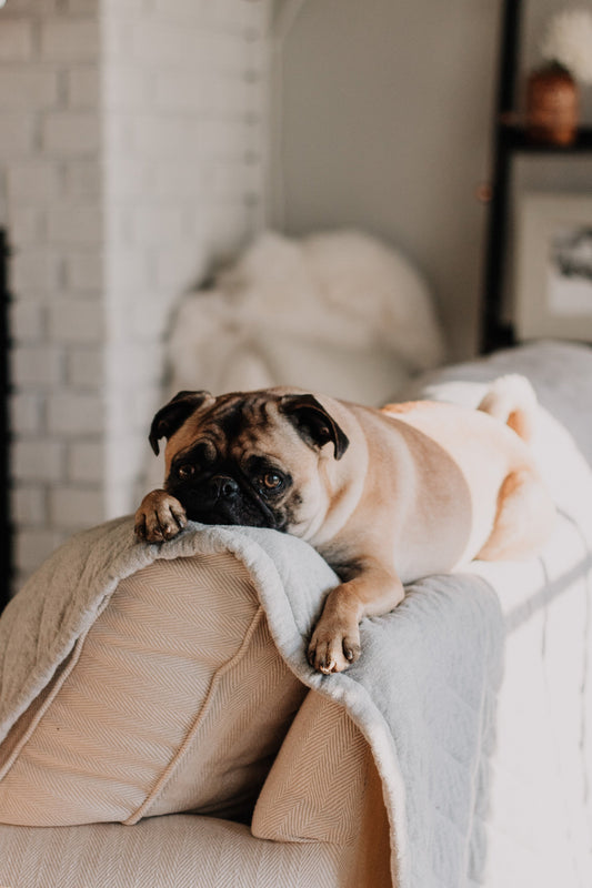 Photo by <a href="https://unsplash.com/@sarandywestfall_photo?utm_source=unsplash&utm_medium=referral&utm_content=creditCopyText">sarandy westfall</a> on <a href="https://unsplash.com/images/animals/dog?utm_source=unsplash&utm_medium=referral&utm_content=