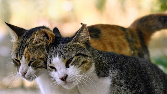 Close-up of a healthy cat with shiny, well-groomed whiskers, illustrating the importance of vibrissae for feline health and wellbeing.