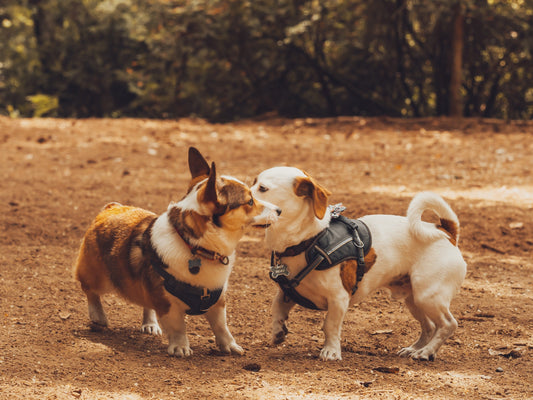 Photo by <a href="https://unsplash.com/@sofiashultzphotography?utm_source=unsplash&utm_medium=referral&utm_content=creditCopyText">Sofia Shultz</a> on <a href="https://unsplash.com/s/photos/small-dogs?utm_source=unsplash&utm_medium=referral&utm_content=cr