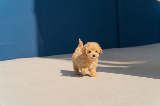 Photo by <a href="https://unsplash.com/@sql?utm_source=unsplash&utm_medium=referral&utm_content=creditCopyText">sq lim</a> on <a href="https://unsplash.com/images/animals/puppies?utm_source=unsplash&utm_medium=referral&utm_content=creditCopyText">Unsplash