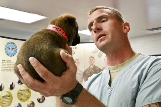 Trusted Care: A Comprehensive Review of the Best Veterinarians