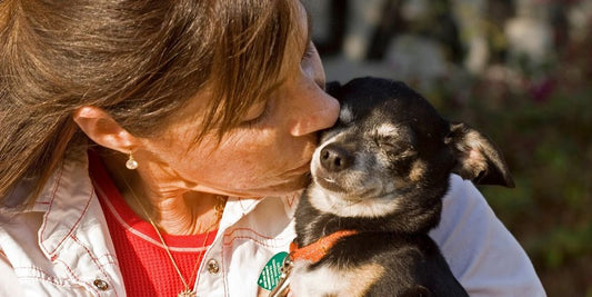 pet health certificate travel