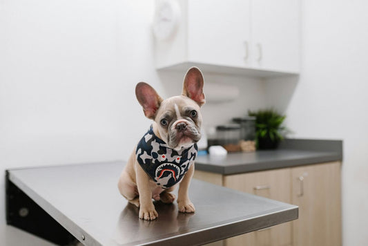 Raising a Healthy Pup: Top Vets With Comprehensive Puppy Plans