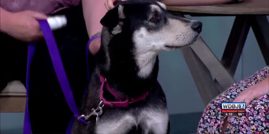 veterinarian giving advice to pet owner