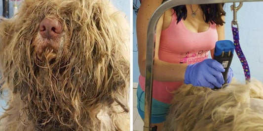 pet grooming vet