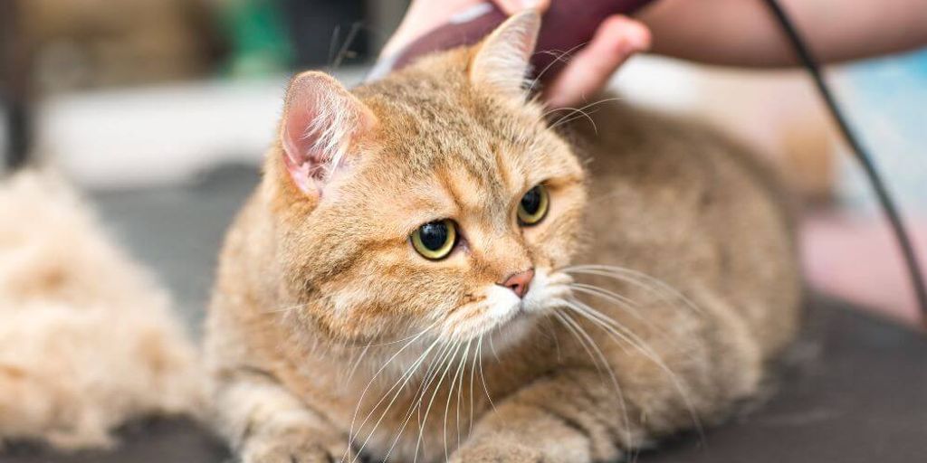 cat grooming vet