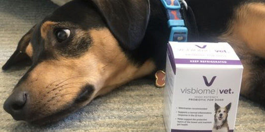 dog at vet