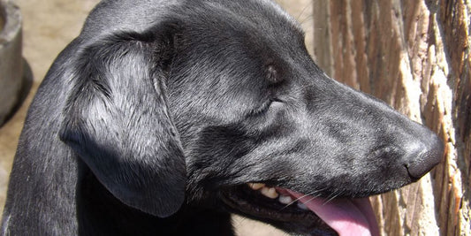 happy dog at a veterinary clinic