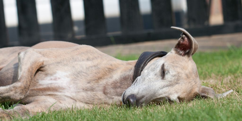 dog sleeping
