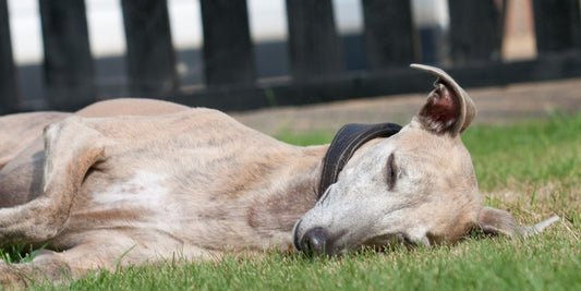 dog sleeping