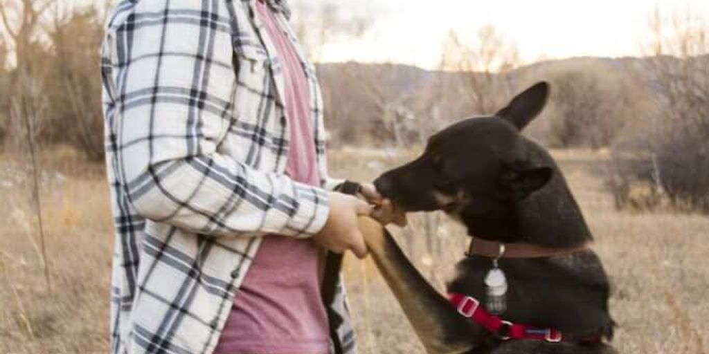 dog joint supplements