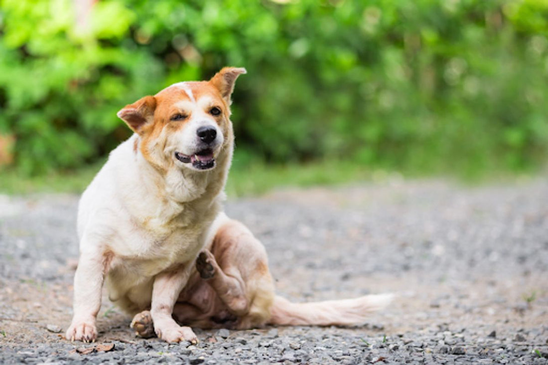 Combatting Canine Paw Yeast Infections: Symptoms, Causes, and Treatments