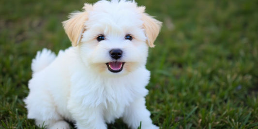 Playful Maltipoo puppy sitting on green grass.