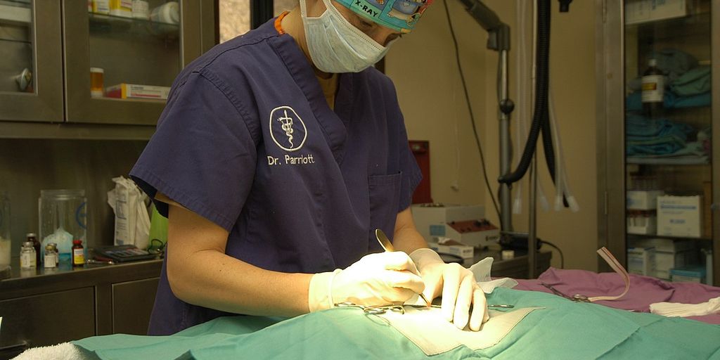 veterinarian examining a pet for free