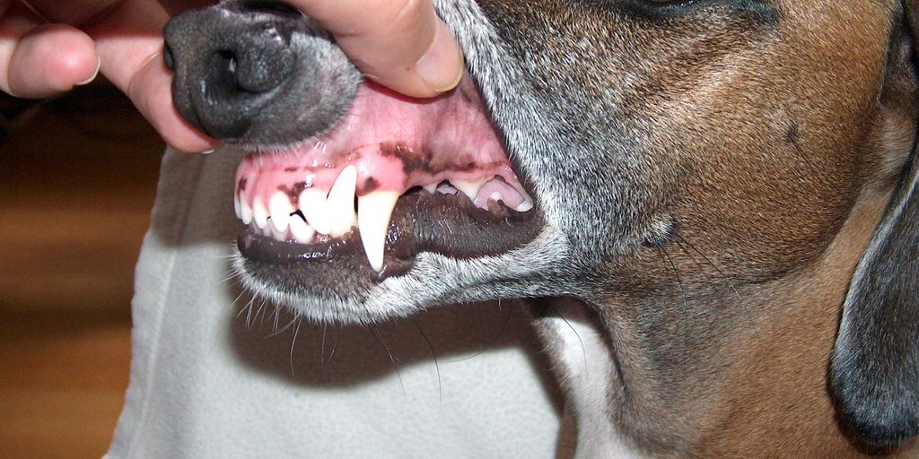 dog drinking water with dental additive