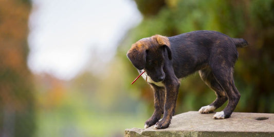 dog receiving supplement treatment from veterinarian