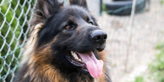 happy dog with shiny coat