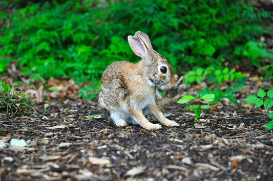 Tiny Paws, Big Hearts: The Ultimate Guide to Small Pets Vet Services