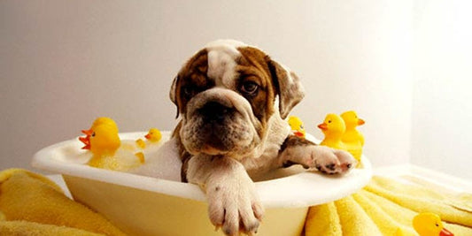 dog being bathed with shampoo