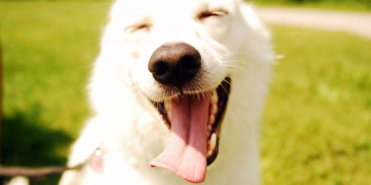 happy dog being cleaned with medicated wipes