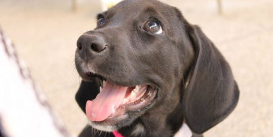 happy pet owner with dog at veterinary clinic
