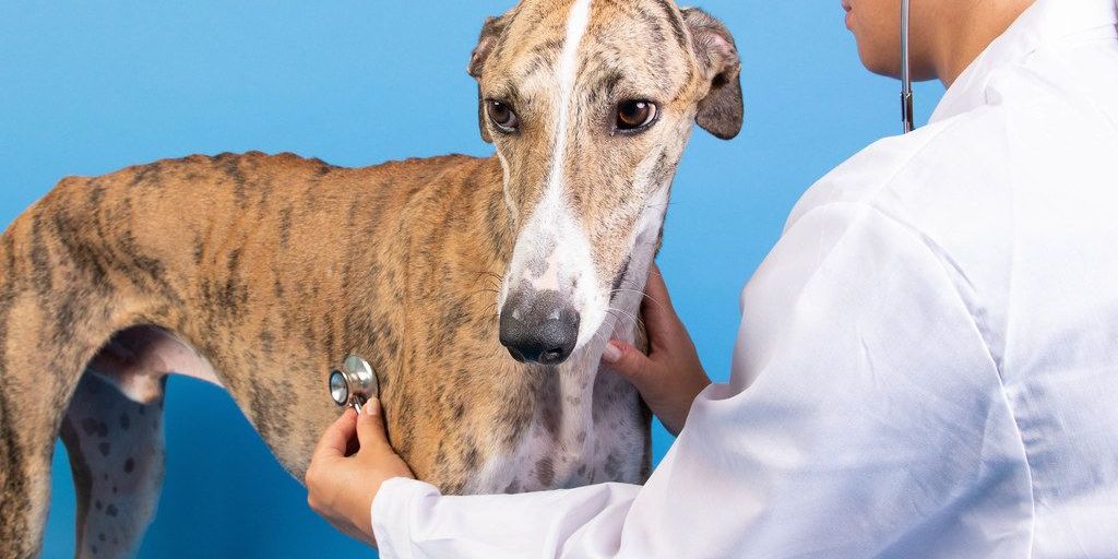 veterinarian examining dog in clinic