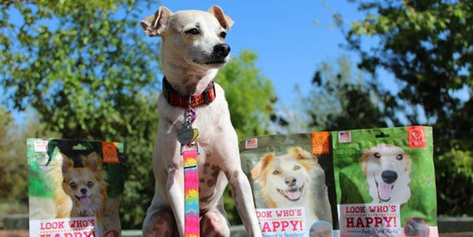 happy dog with fish oil supplement
