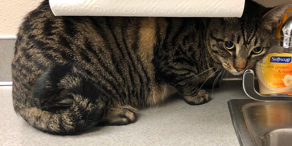 affordable vet clinic