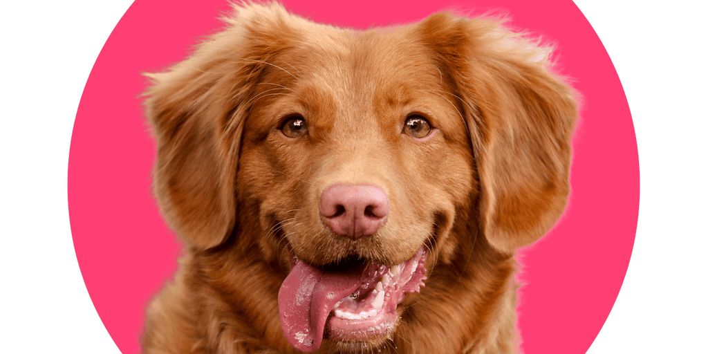 dog grooming
