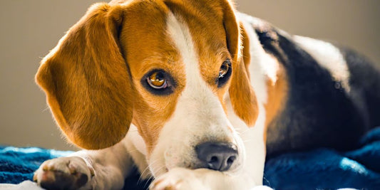 dog hot spot spray