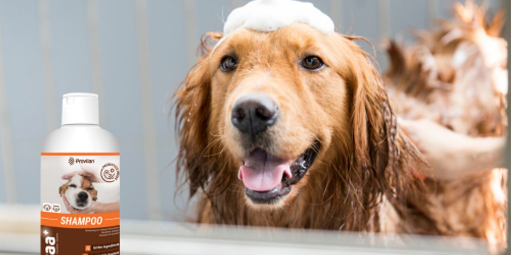 dog shampooing