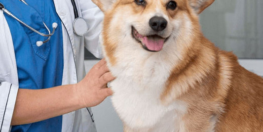 dog receiving treatment at vet clinic