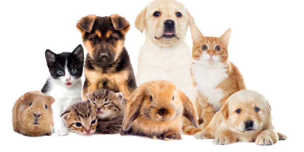 vet grooming services for pets