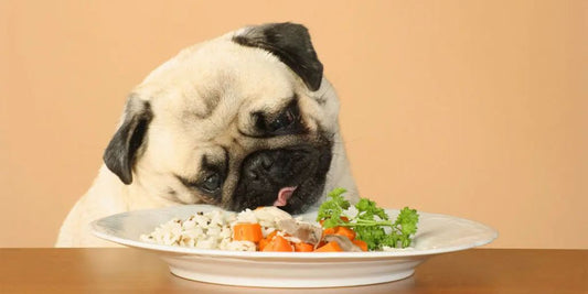 dog eating stool